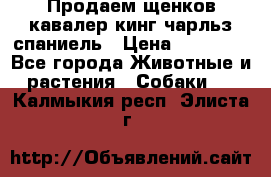 Продаем щенков кавалер кинг чарльз спаниель › Цена ­ 60 000 - Все города Животные и растения » Собаки   . Калмыкия респ.,Элиста г.